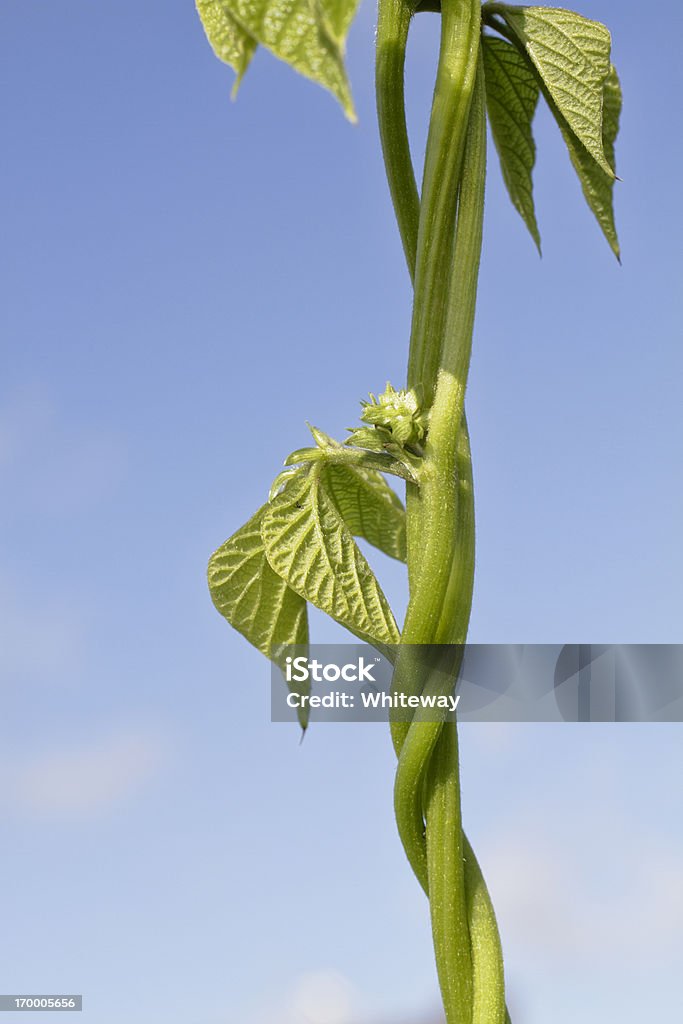 Beanstalk común bean Phaseolus vulgaris twining counterclockwise - Foto de stock de Habichuelas mágicas libre de derechos