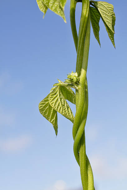Beanstalk of common bean (Phaseolus vulgaris), a pole bean. Pole beans are any kind of garden beans that climb poles. The one photographed here has white flowers. By comparison, runner beans (Phaseolus coccineus) usually have red or pink flowers, and twine in the opposite direction - clockwise, or to the right. All twining plants exhibit handedness - a tendency to twine either clockwise or counter-clockwise. Hops and honeysuckle, for example, grow in a clockwise spiral. Twining in the opposite sense are, for example, Dutchman's pipe ornamental vine and Chinese (but not Japanese) wisteria species. Flanders and Swann, a British comedy duo, made the most of plant handedness in their song (Misalliance): (The fragrant honeysuckle spirals clockwise to the sun, And many other creepers do the same. But some climb anti-clockwise, the bindweed does, for one, Or Convolvulus, to give her proper name. ).
