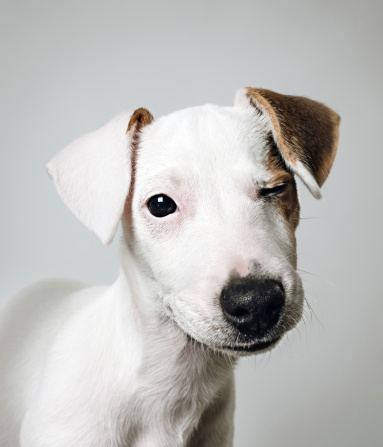 Beautiful portrait of a Jack Russell Terrier puppy.