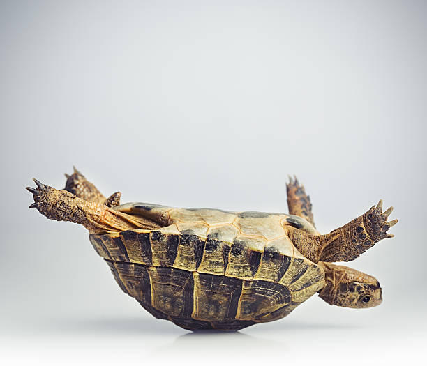 schildkröte upside down - landschildkröte stock-fotos und bilder
