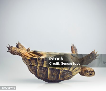 istock Tortoise upside down 170005940