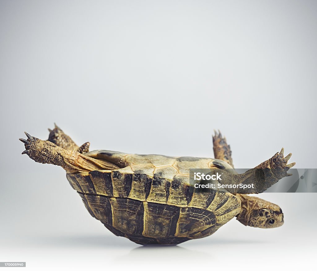 Tortoise upside down Portrait of a greek tortoise (testudo graeca) having problems in upside down position. Trapped Stock Photo
