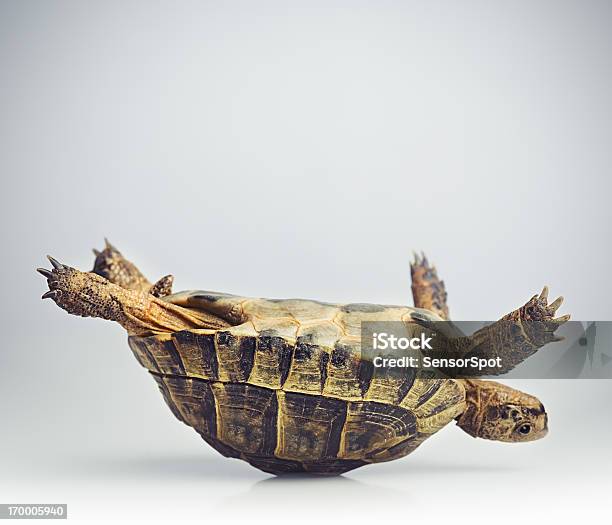 Tortoise Upside Down Stock Photo - Download Image Now - Trapped, Stuck, Problems