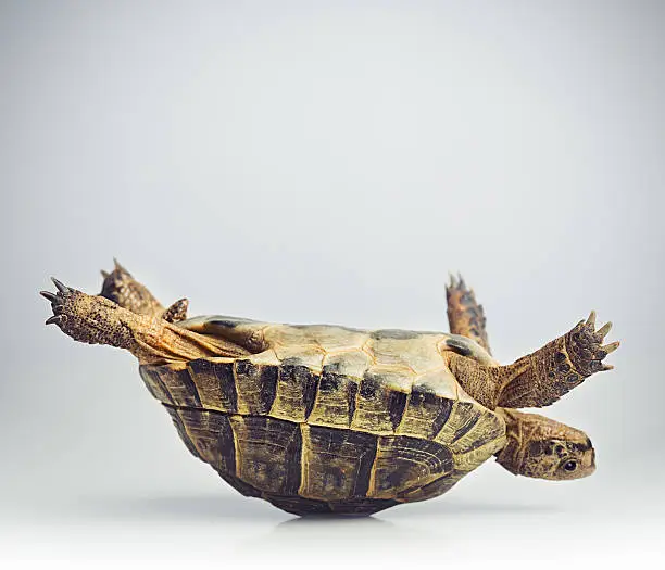 Portrait of a greek tortoise (testudo graeca) having problems in upside down position.