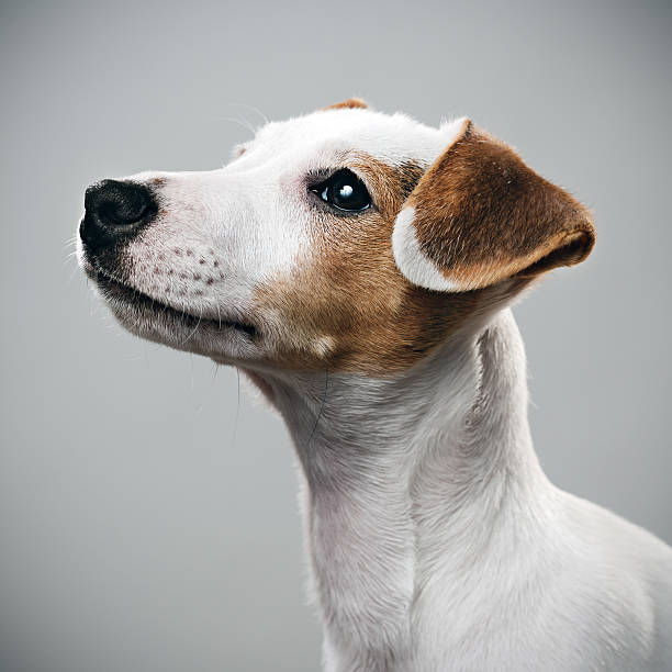 istock Jack Russell puppy portrait 170005969