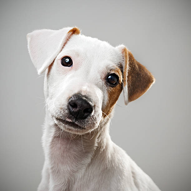 10,698 Small Short Haired Dogs Stock Photos, Pictures & Royalty-Free Images  - iStock