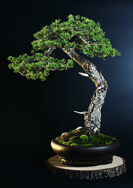 pin de bonsaï - nature sunlight tree illuminated photos et images de collection