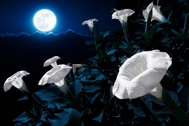 MoonFlower Bush Blooms At Night With Bright Moonlight This moonflower bush has blooms that will only bloom at bight. This photo illustration takes advantage of the night blooming process by adding a bright full moon and deep night time sky. morning glory photos stock pictures, royalty-free photos & images
