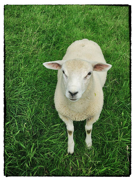 Portrait of a sheep on grass looking at camera