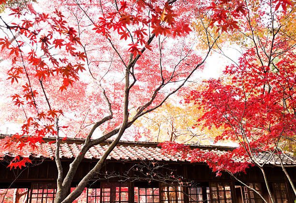 Japanese tradition wooden house with roof tiles in autumn forest