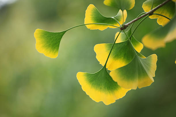 les feuilles sur l'arbre gingko - ginkgo tree photos et images de collection