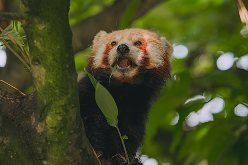 Red panda