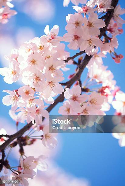 Kirschblüten - Fotografias de stock e mais imagens de Cerejeira - Cerejeira, Japão, Ao Ar Livre