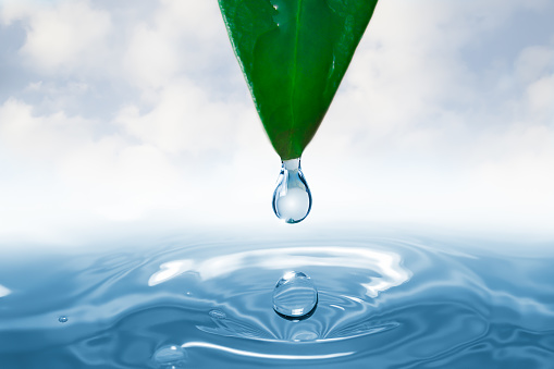 A water droplet falling from green leaf into a tranquil body of water, creating ripples and splashes