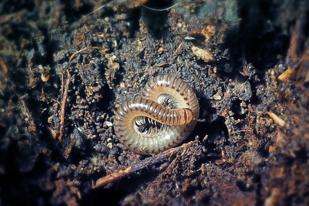 istock Cylindroiulus punctatus Blunt-Tailed Snake Millipede 1700074511