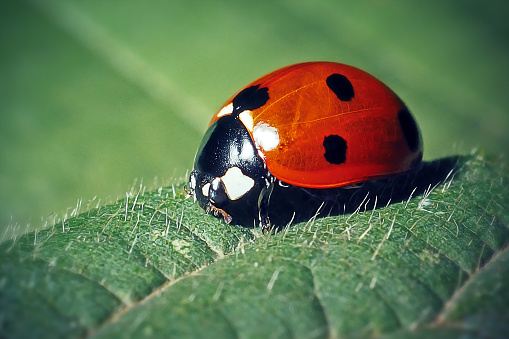 Coccinella septempunctata Seven-Spotted Ladybug Insect. Digitally Enhanced Photograph.