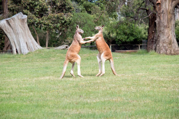 istock the red kangaroos are using their tail to balance while fighting 1700075127