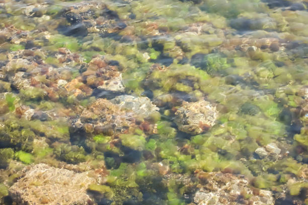 It's a sunny morning. seashore. rocks and algae. clear sea.