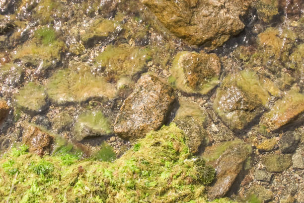 istock It's a sunny morning. seashore. rocks and algae. clear sea. 1700077411