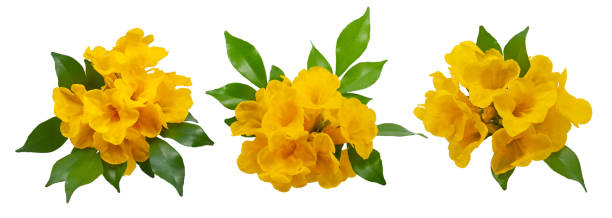 istock Tecoma stans flower isolated on hite background 1700078588