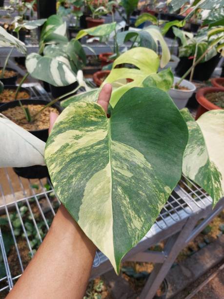 monstera marmorata tricolor variegated in the hand - marmorata imagens e fotografias de stock