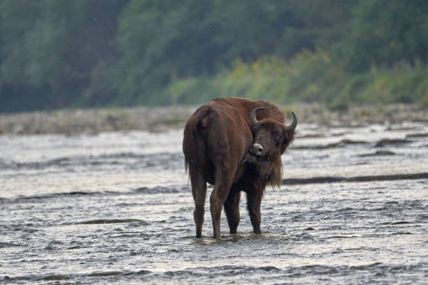 istock Beautiful European bison crossing a river between forests for a moment to scratch itself licking its back in the Polish Carpathians, Europe 1700079237