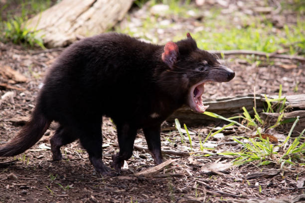 istock the Tasmanian has its mouth open 1700082536