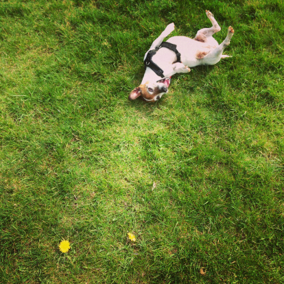 Happy Jack Russell Terrier rolling in grass