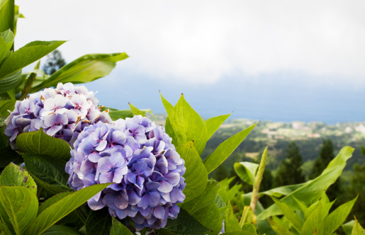 Hydrangea flower and foliage with the sea and low cloud in the background on the island of Sao Miguel, Azores. Large area for copy in the upper right of the image.