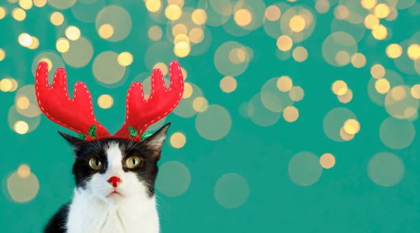 Funny Cat With Horned Headband With Defocused Bokeh Lights