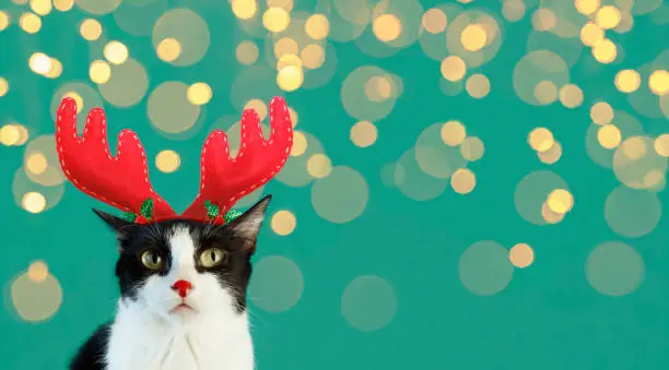 Cute Kitty With Deer Headband With Christmas Green Background