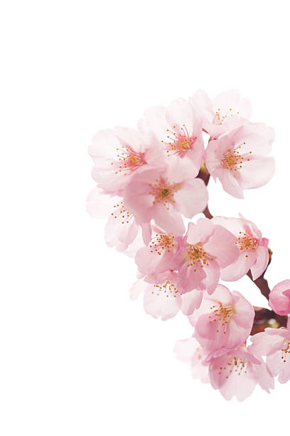 핑크 벚꽃 흰색 - spring vertical cherry blossom color image 뉴스 사진 이미지