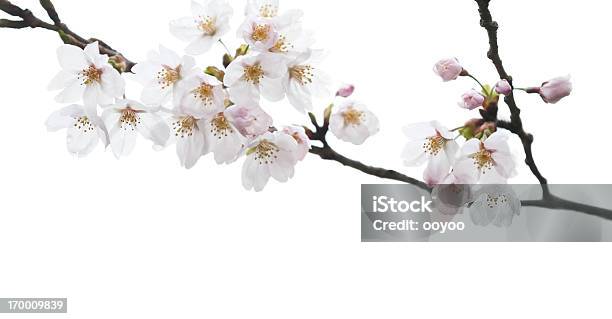 Kirschblüten Branco - Fotografias de stock e mais imagens de Flor de cerejeira - Flor de cerejeira, Ramo - parte de uma planta, Cerejeira