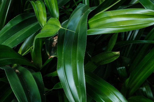 istock Green botanical plant leaf sun shine shadow design background 1700100912