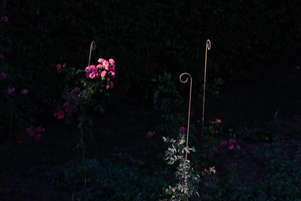 istock Solitaire phlox blossom in dark environment 1700101978