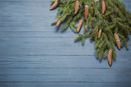 fir branches with cones on blue wooden background
