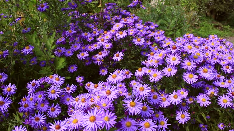 bees on chrysanthemum