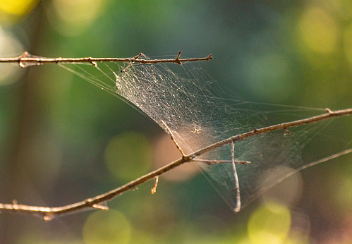Fragile web in the autumn forest