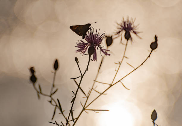 Silhouette of a wild flower with a butterfly