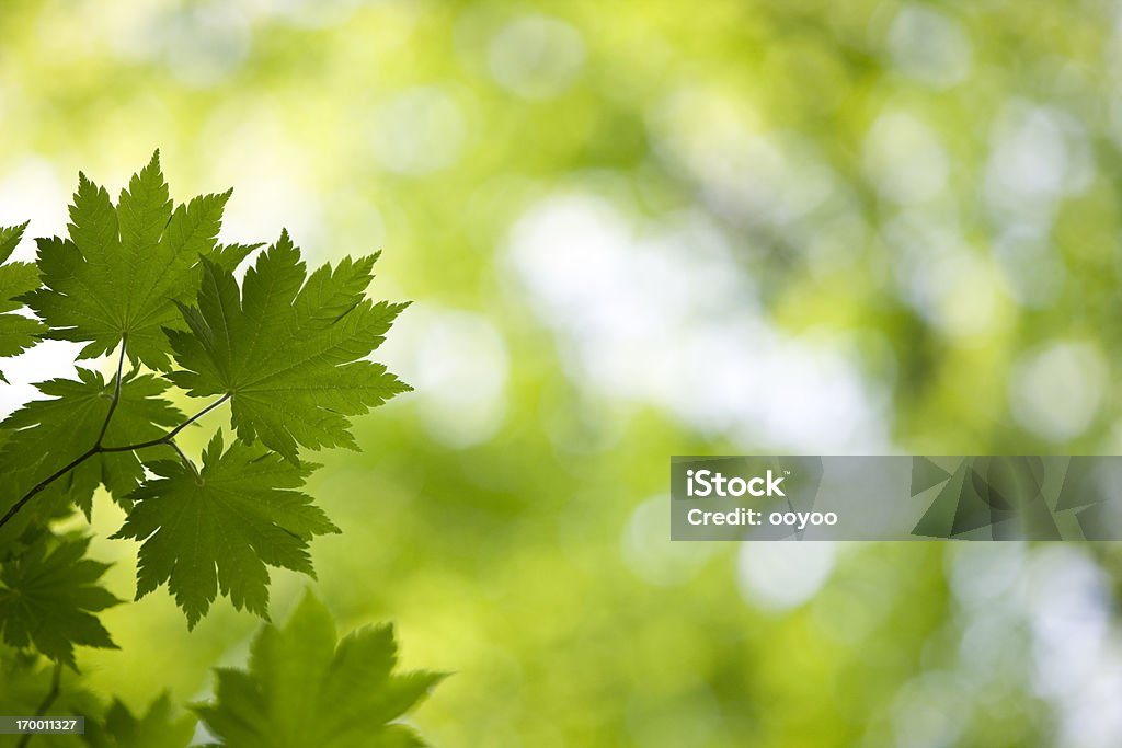 Fresh Green Leaves Fresh leaves with copy space Close-up Stock Photo
