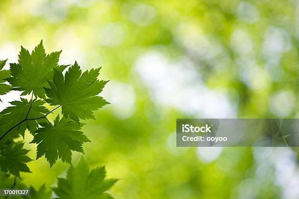 Fresh Green Leaves Stock Photo - Download Image Now - Close-up, Color Image, Copy Space