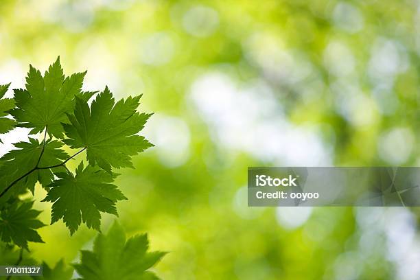 Świeże Zielone Liście - zdjęcia stockowe i więcej obrazów Bez ludzi - Bez ludzi, Dzień, Fotografika