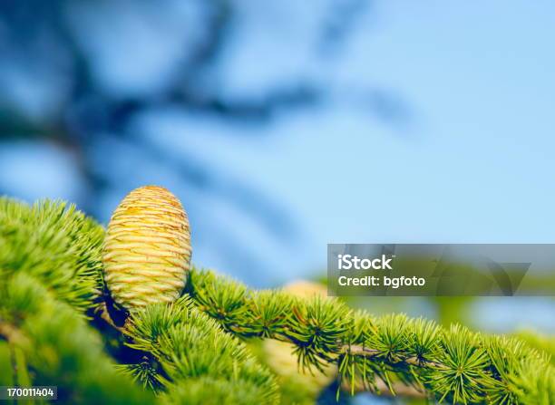 Kiefer Hütchen Stockfoto und mehr Bilder von Ast - Pflanzenbestandteil - Ast - Pflanzenbestandteil, Baum, Bildhintergrund