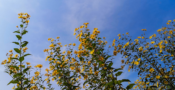 Blooming wild Jerusalem artichoke flower