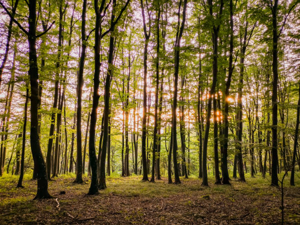 istock Evening in an autumn mountain beech forest 1700115045