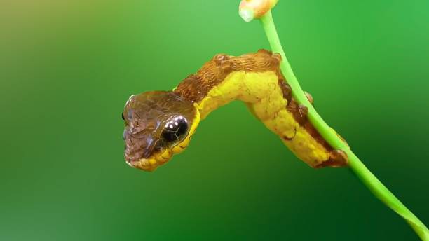 istock Close-up photo of a bug 1700115058
