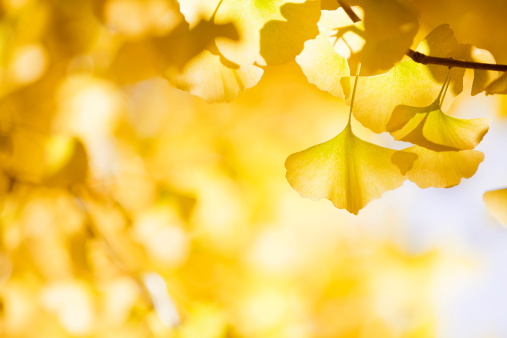 autumnal yellow ginkgo leaves in forest