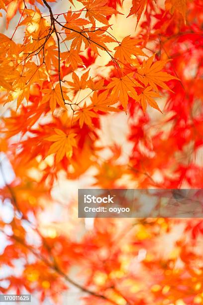 Autumn Leaves Stock Photo - Download Image Now - Abstract, Autumn, Autumn Leaf Color