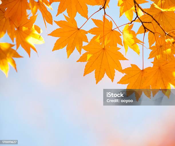 Foliage Autunnale - Fotografie stock e altre immagini di Autunno - Autunno, Albero, Ramo - Parte della pianta