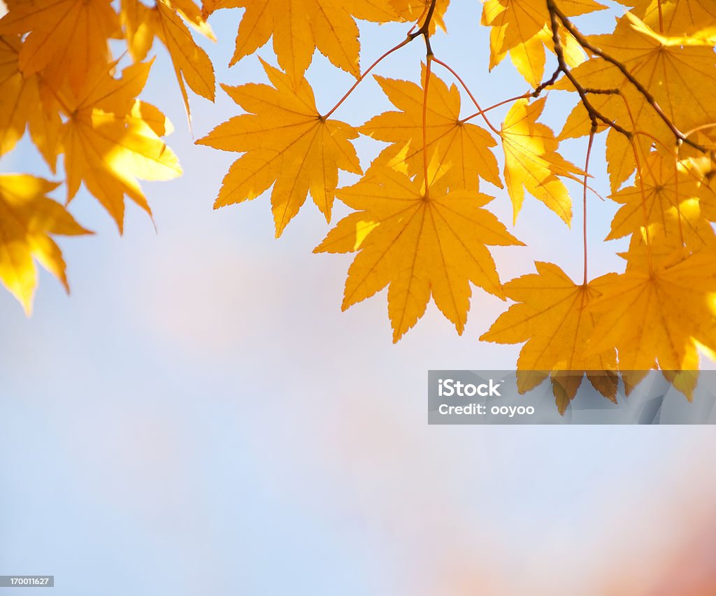 Folhagens de Outono - Foto de stock de Outono royalty-free